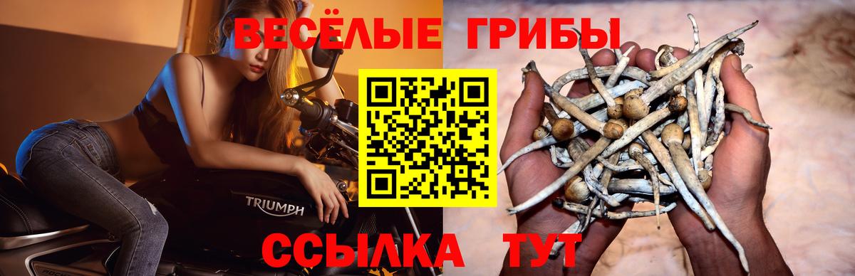 Галлюциногенные грибы Psilocybe Саки